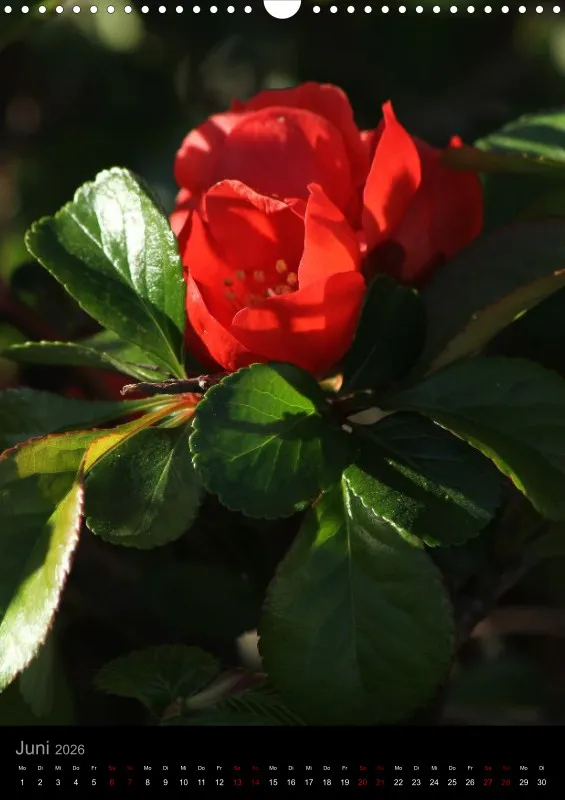 Blumen_1