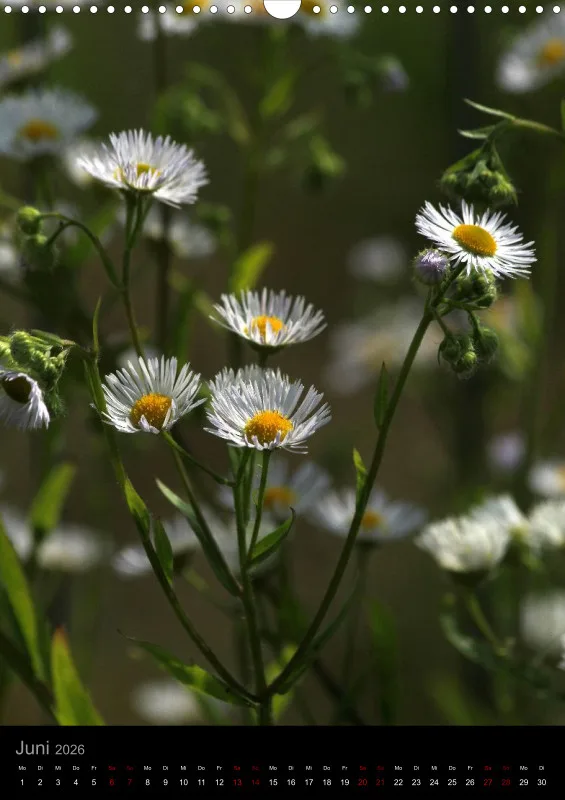 Blumen_2