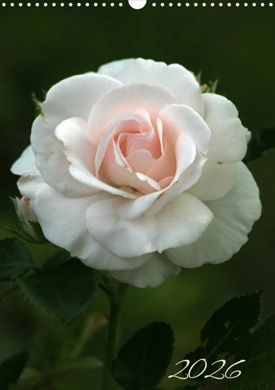 Blumen_5