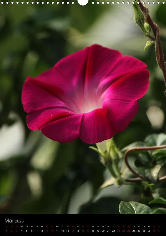 Blumen_1