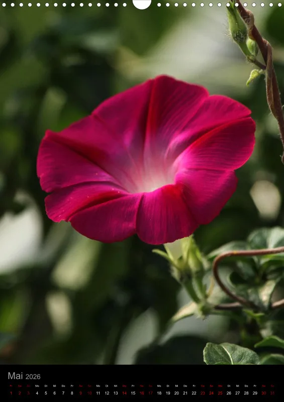 Blumen_1