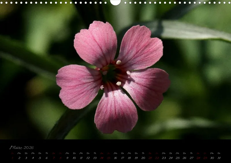 Blumen_4