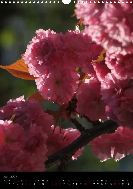 Blumen_3