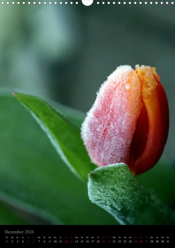 Blumen_3