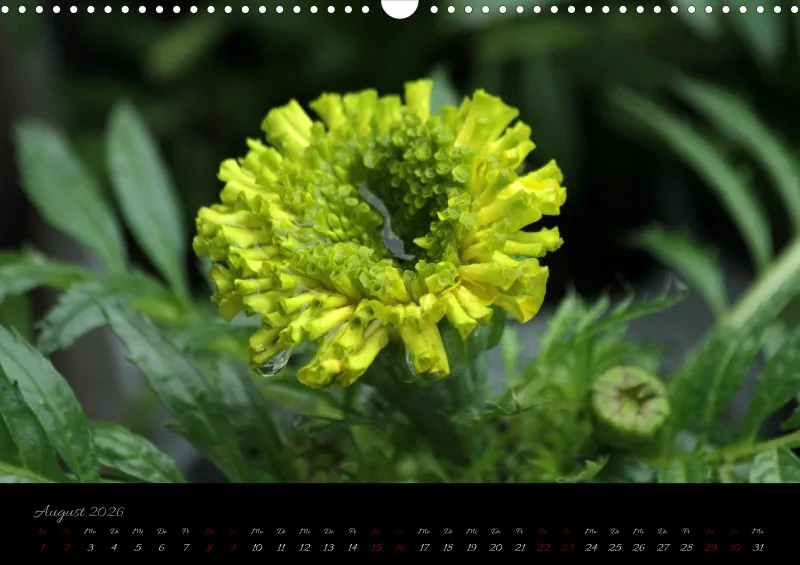 Blumen_4