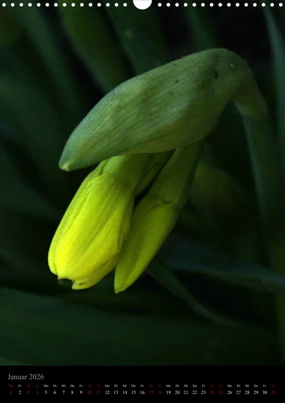 Blumen_3