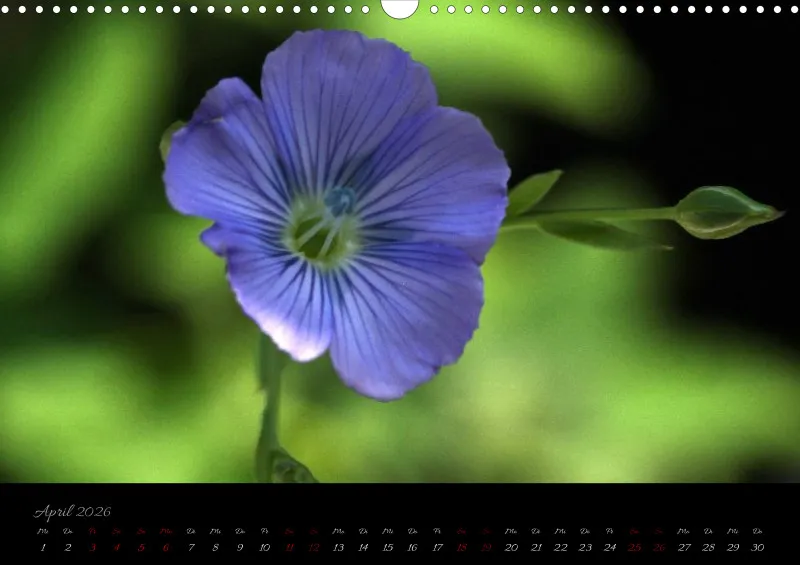 Blumen_4