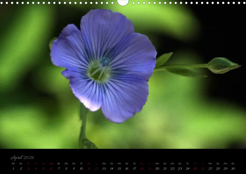 Blumen_4