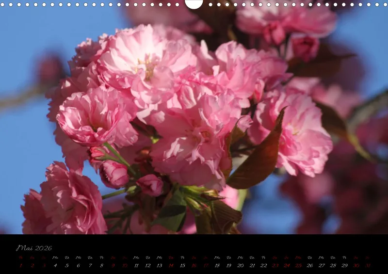 Blumen_4