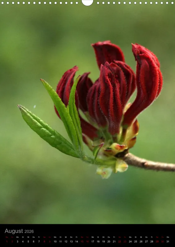 Blumen_1