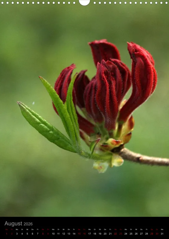 Blumen_1