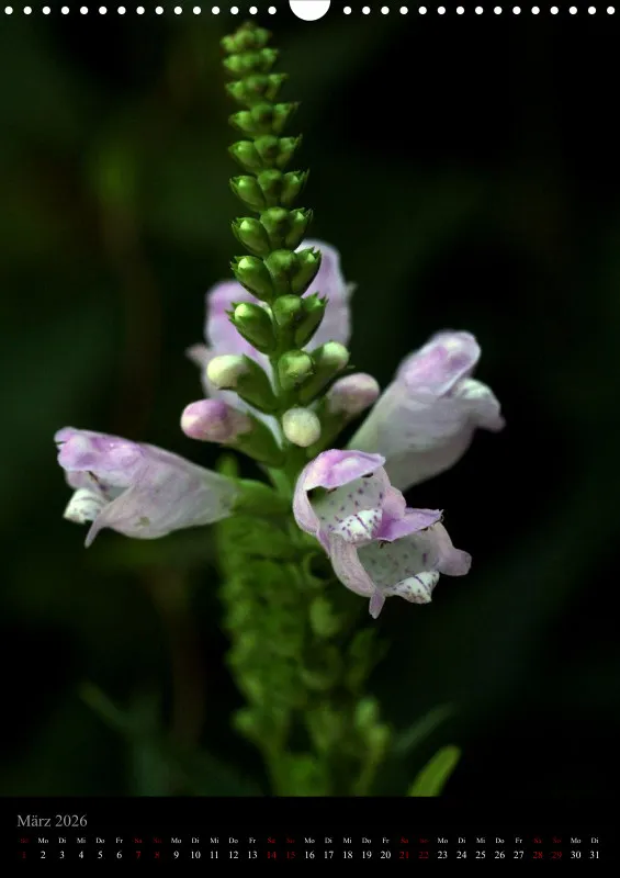 Blumen_3