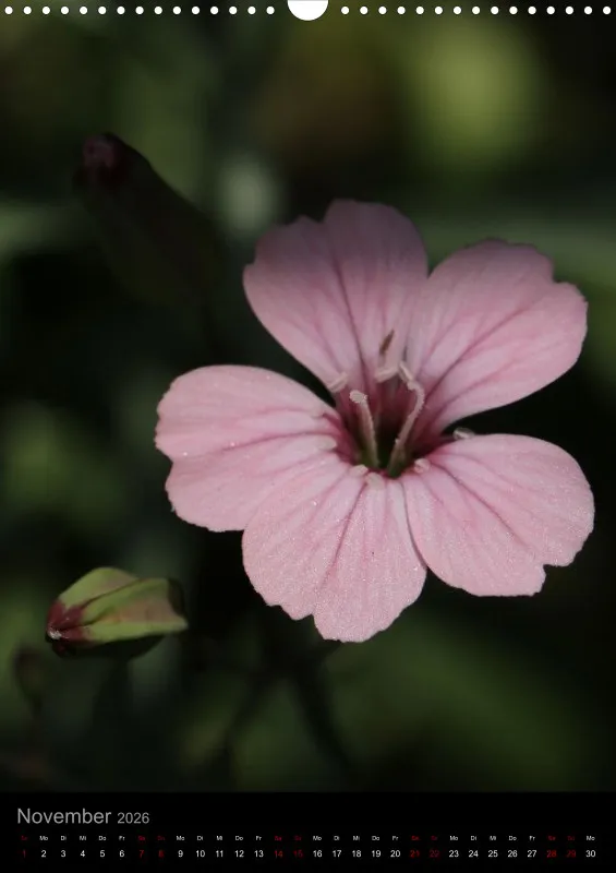 Blumen_1
