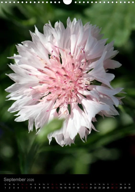 Blumen_1