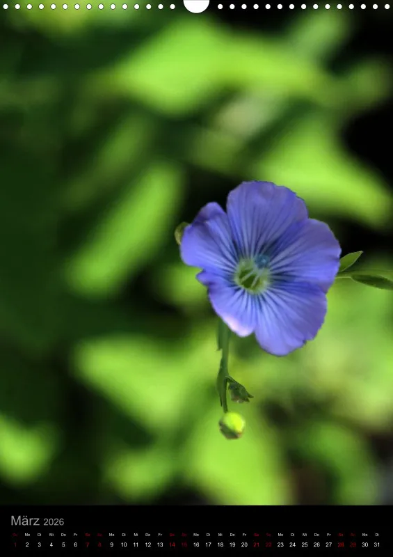 Blumen_1