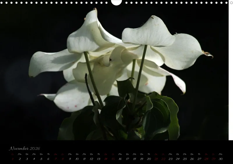 Blumen_4