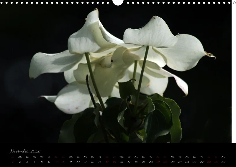 Blumen_4