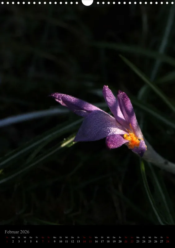 Blumen_5