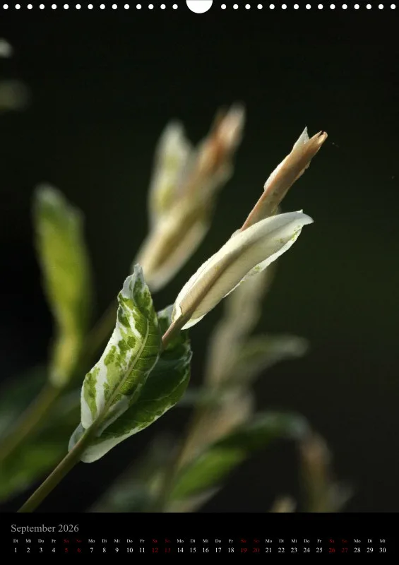 Blumen_5
