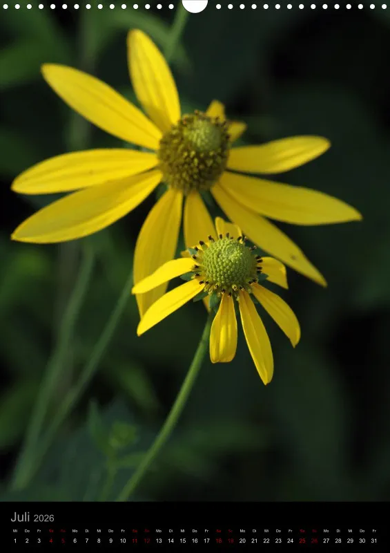 Blumen_2
