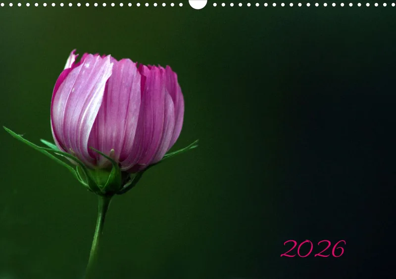 Blumen_4