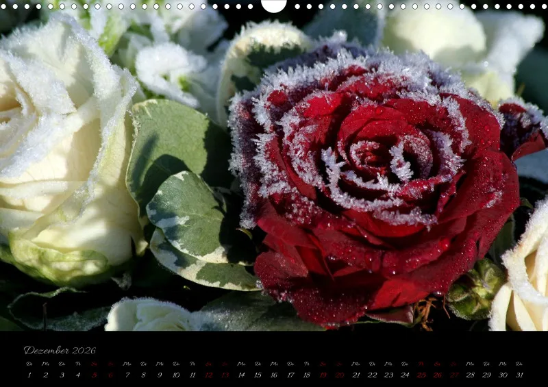 Blumen_4