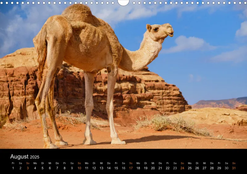 SUN. SAND. SALT. DESERTS OF SAUDI ARABIA