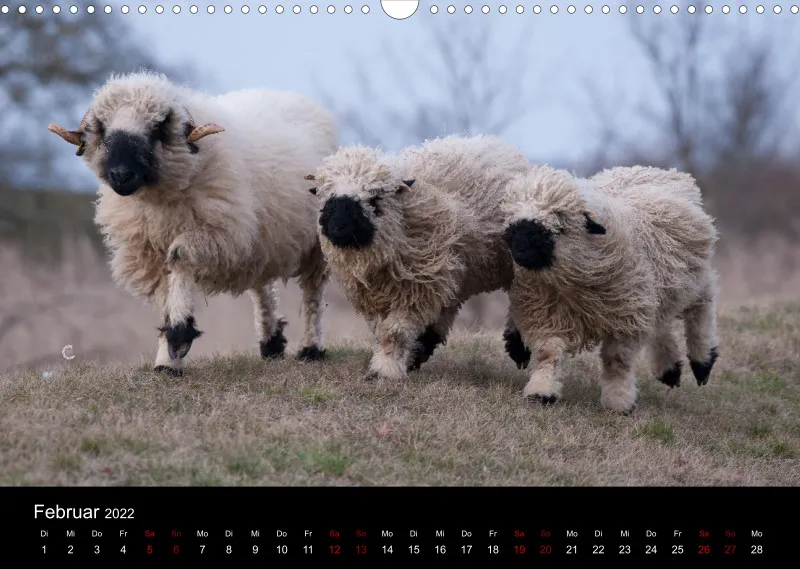 Sheeps of Paintpictures