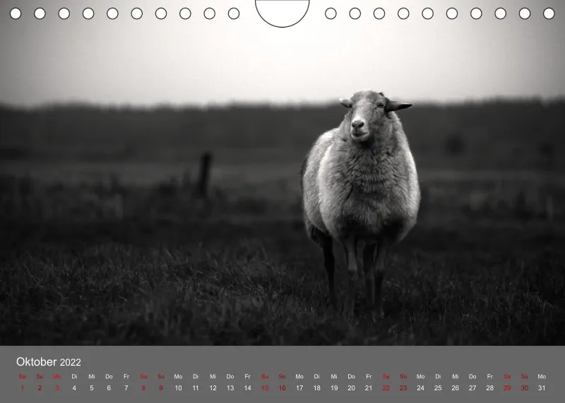 Paintpictures Sheeps