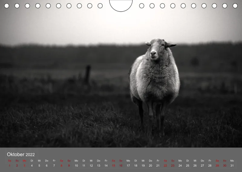 Paintpictures Sheeps