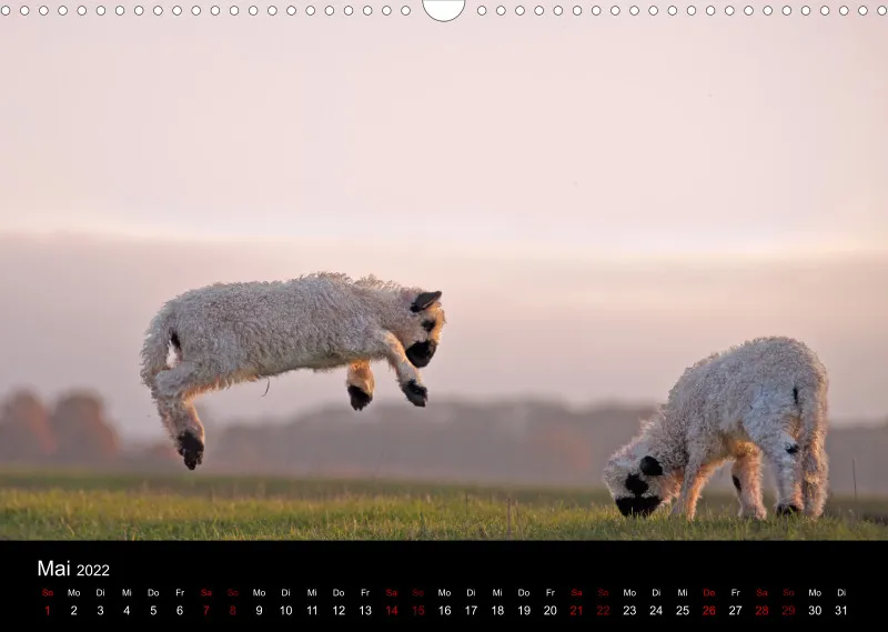 Sheeps of Paintpictures