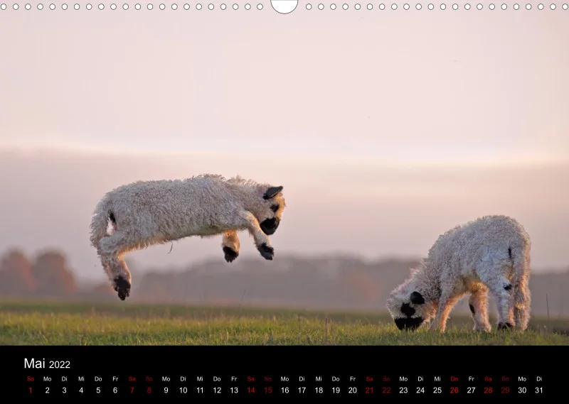 Sheeps of Paintpictures