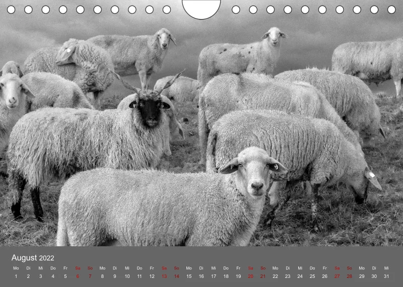 Paintpictures Sheeps