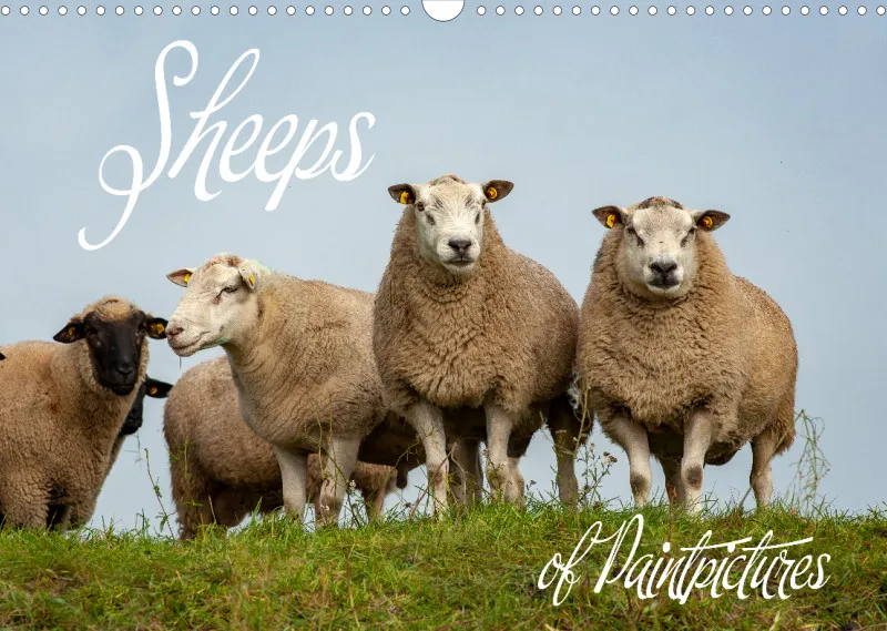 Sheeps of Paintpictures