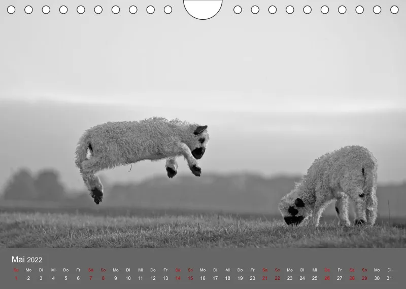 Paintpictures Sheeps