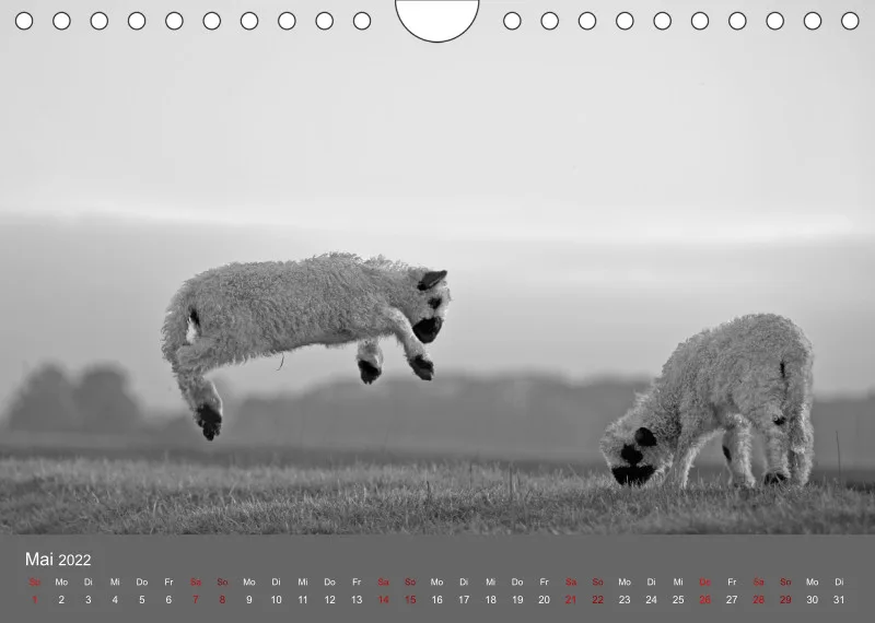 Paintpictures Sheeps