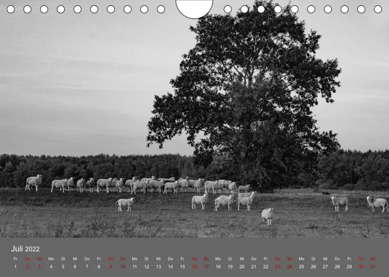 Paintpictures Sheeps