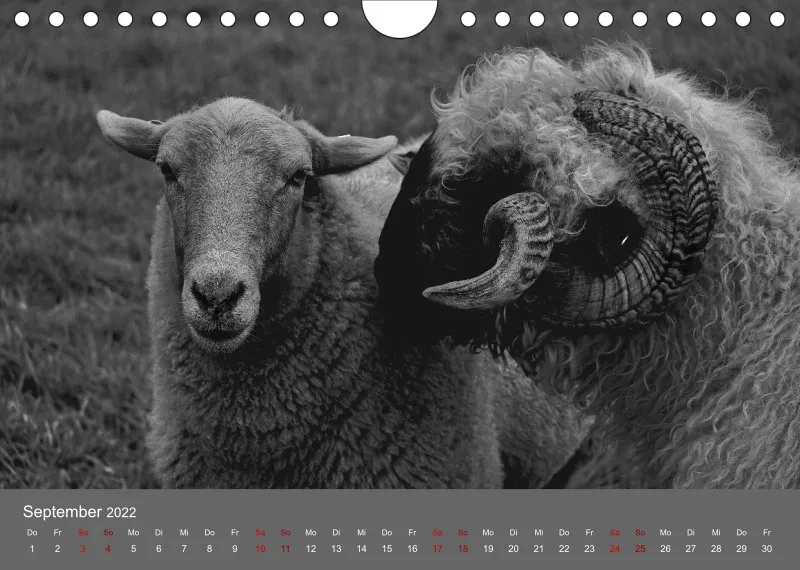 Paintpictures Sheeps