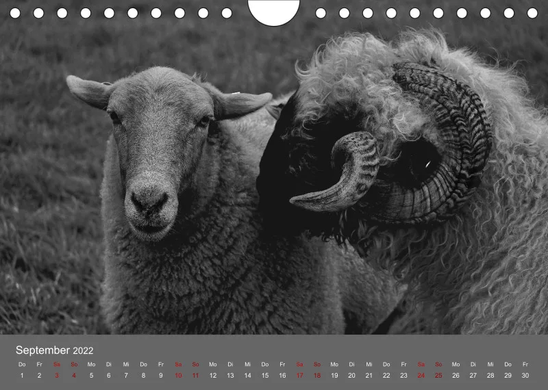 Paintpictures Sheeps