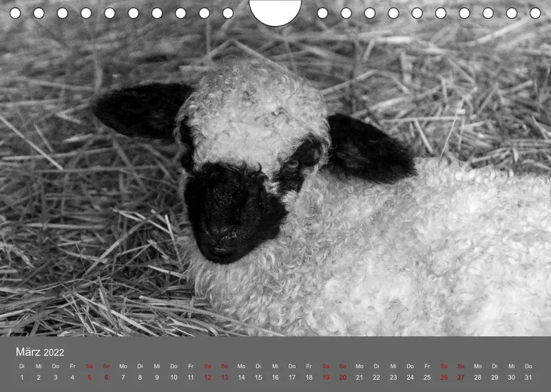 Paintpictures Sheeps