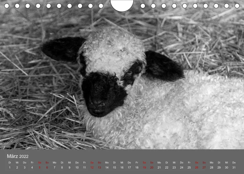 Paintpictures Sheeps