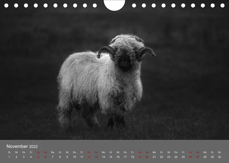 Paintpictures Sheeps