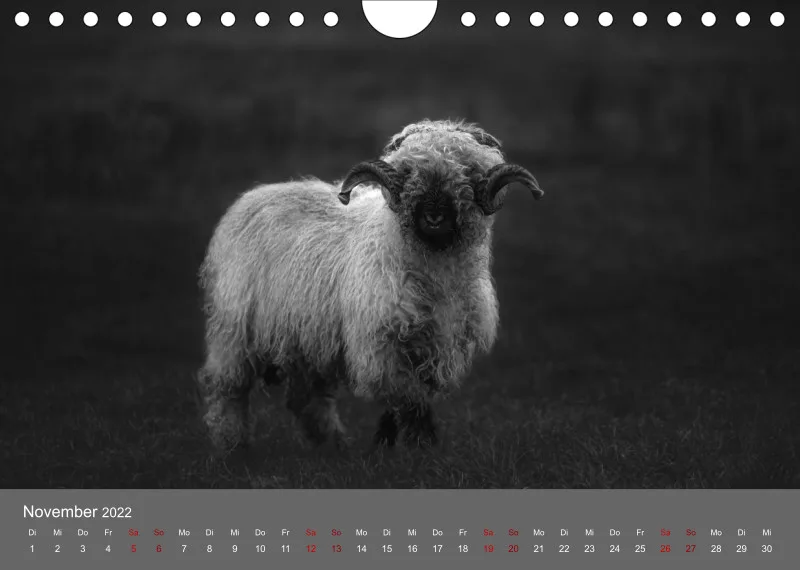 Paintpictures Sheeps