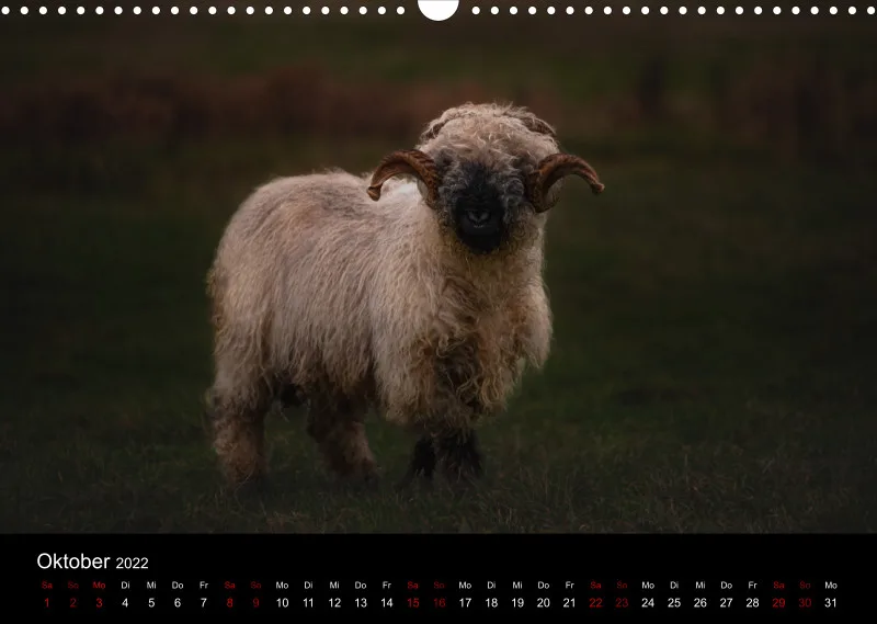 Sheeps of Paintpictures