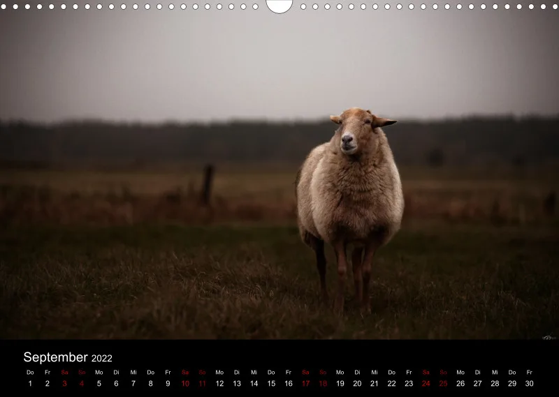 Sheeps of Paintpictures