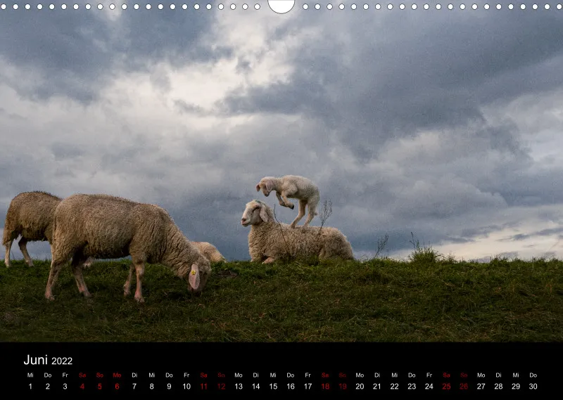 Sheeps of Paintpictures