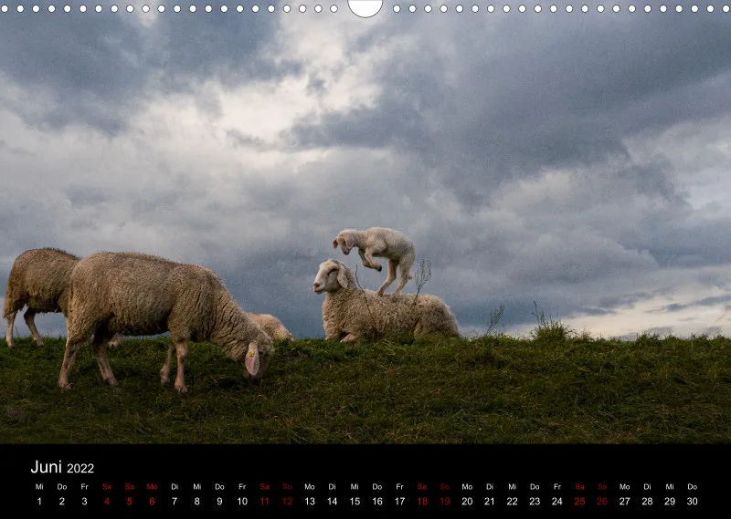 Sheeps of Paintpictures