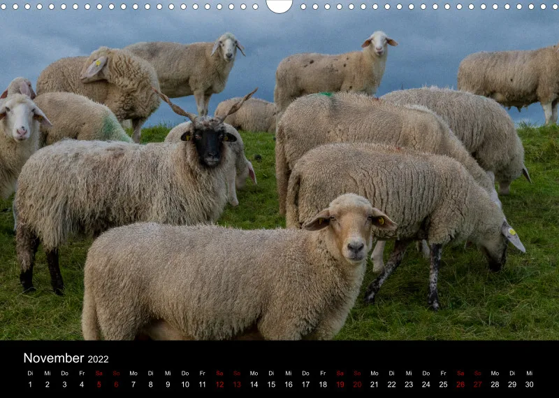 Sheeps of Paintpictures