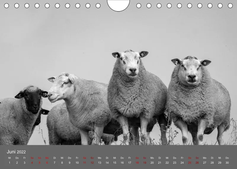 Paintpictures Sheeps