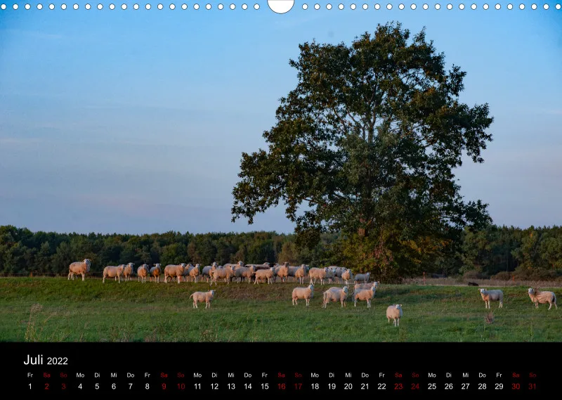 Sheeps of Paintpictures
